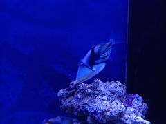 -沙沙哗啦海洋馆(华宇百花谷店)