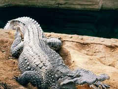 -石家庄市动物园