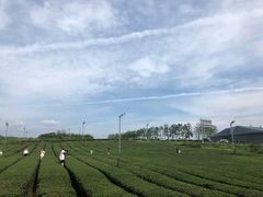 -雪绿茶博物馆