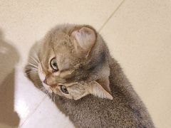 -藏猫猫咖啡主题馆(中央大道店)