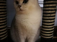 -德元·美联众合24小时动物医院(总院)