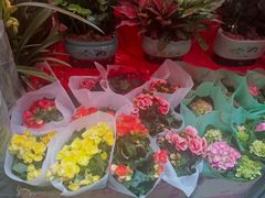 -越秀西湖花市(广州城市广场花卉店)