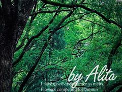 -上海佘山国家森林公园天马山园