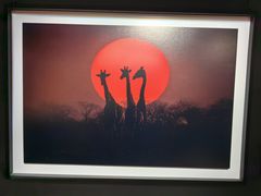 -罗红摄影艺术馆