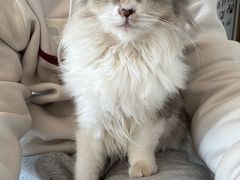 -有猫儿腻咖啡厅.猫咖