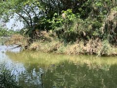 -海珠湖公园