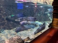 -太平洋海底世界