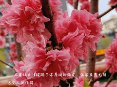 -巴黎贝甜·生日蛋糕(杭州文二路店)