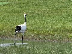 -黑龙江扎龙生态旅游区