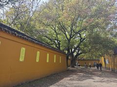 -西园戒幢律寺