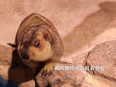 -正佳雨林生态植物园