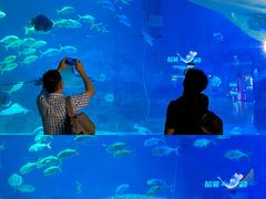 -烟台海昌鲸鲨海洋公园