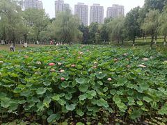 -沐仙湖湿地公园