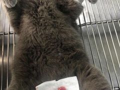 -荔康动物医院(康王北路店)