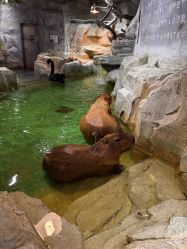 -Zoolung Zoolung动物主题公园(海信广场店)