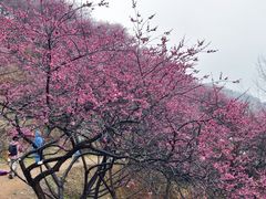 -新建村梅花
