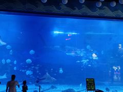 -烟台海昌鲸鲨海洋公园