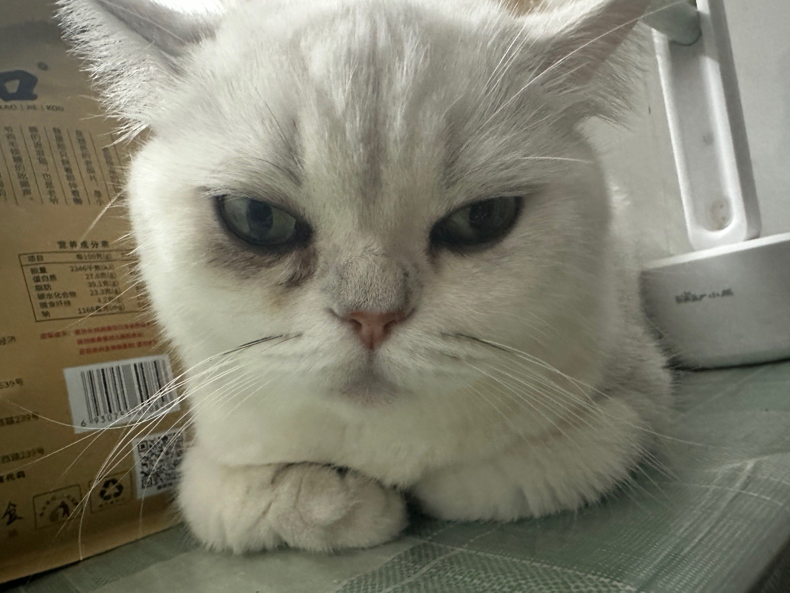 小猫醒醒,别睡了,你看你眼都没光了