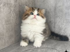 -小猫来了·猫舍(红山六九七九店)