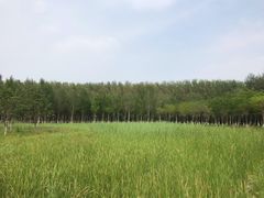 -东郊湿地公园