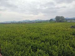 -中华茉莉园