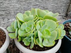 -龙大花卉苗木市场