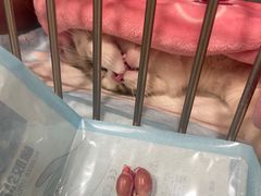 -艾吉宠物医院·疑难杂症转诊中心·猫友好(碧江路院)
