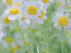 -循礼门鲜花花市(武汉循礼门店)