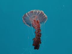 -大连老虎滩海洋公园