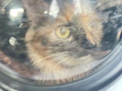 -欧奕国际动物医院