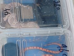 -中环花鸟鱼虫市场