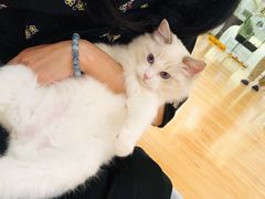 -momokira米努特·德文卷毛猫·棉花面纱犬