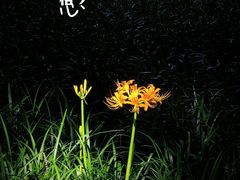 -杭州植物园
