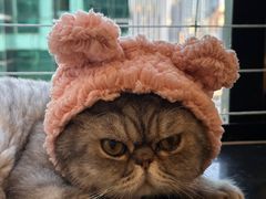 -楼上猫咖(罗湖店)
