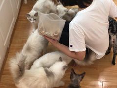 -momokira米努特·德文卷毛猫·棉花面纱犬