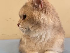 -萌兽医馆·犬猫专科·眼科中心·宠物医院(朝阳门分院)