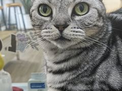 -李小姐の猫咖啡馆(五角场店)