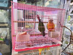 -曲阳花鸟市场(曲阳路店)