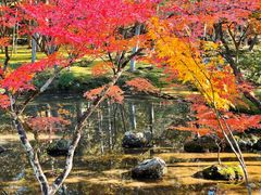 -西芳寺(苔寺)