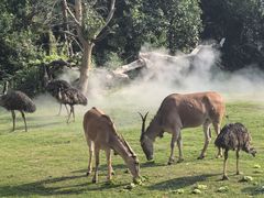 -西霞口神雕山野生动物世界