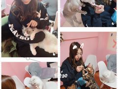 -李小姐の猫咖啡馆(五角场店)