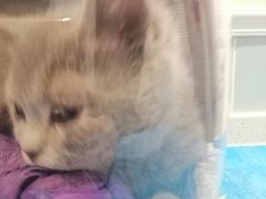 -纳吉亚猫专科动物医院·北北分院