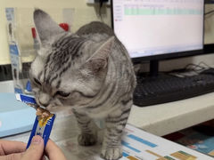 -千城康桥宠物医院·猫科·骨科·心脏