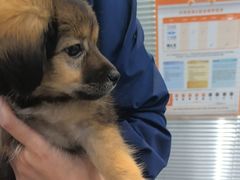 -爱哆宠物医院·骨科·外科·猫科