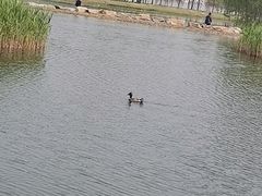 -大兴滨河森林公园