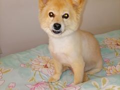 -全心全意连锁动物医院·特色中医诊疗(会城门分院)