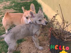 -趣玩宠物乐园寄养训犬训狗游泳池