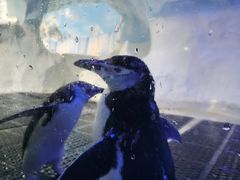 -海合安成都极地海洋公园