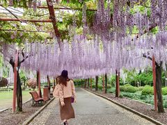 -嘉定紫藤园