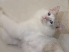 -Bastet sally猫舍购宠(静安店)